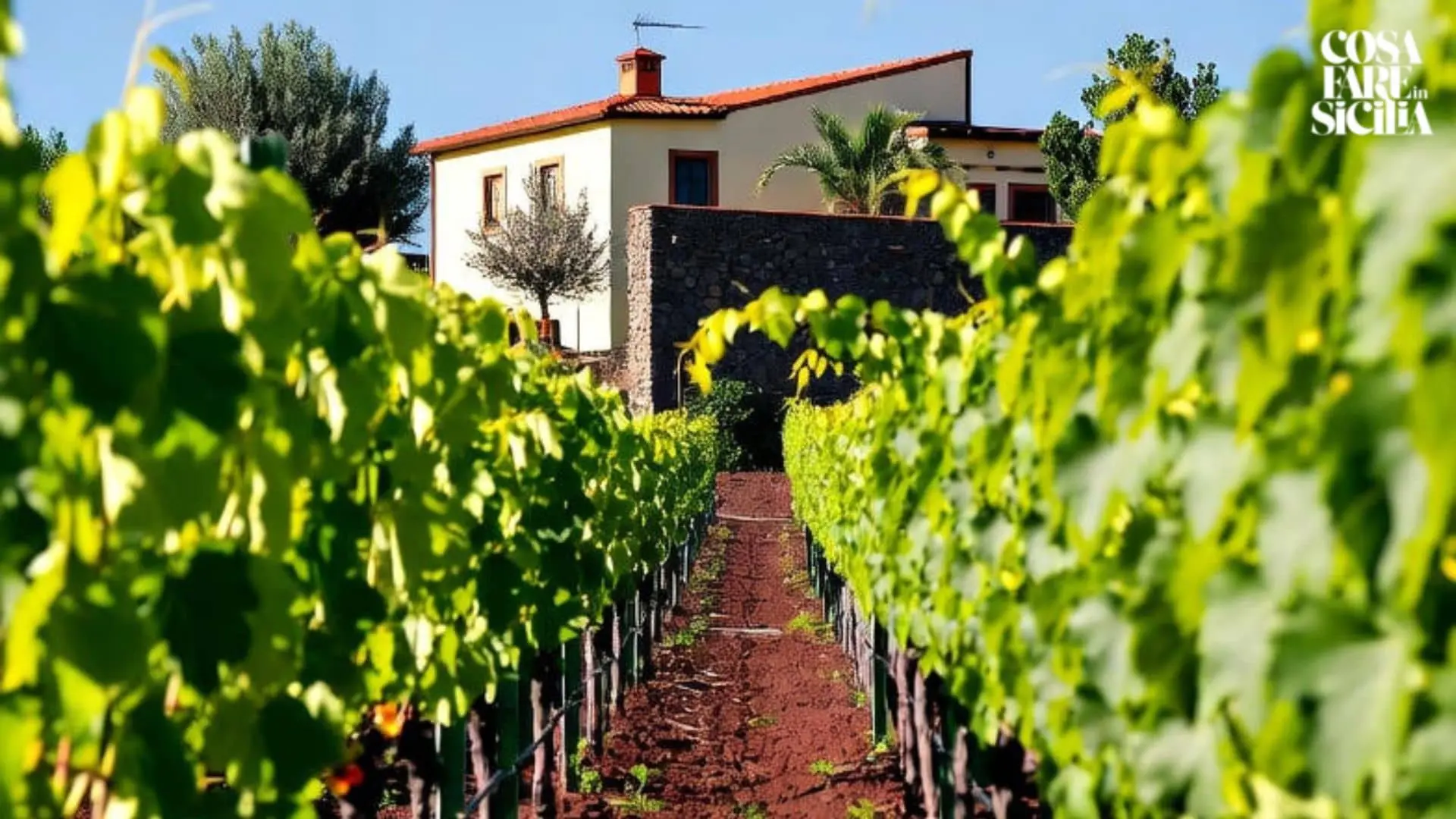 La Vigna Siciliana